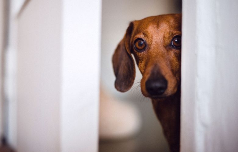 Seu cão tem medo de barulho? Veja como resolver esse problema