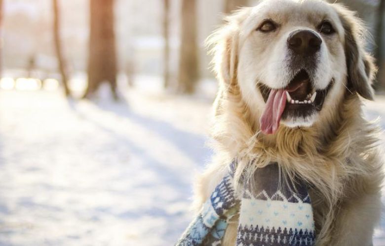 8 dicas de cuidados com animais no inverno