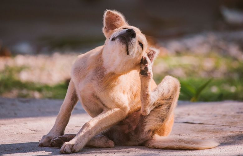 Dermatite canina: Como identificar, prevenir e controlar?