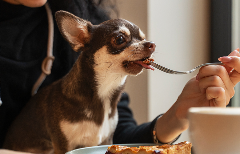 O que acontece se meu pet comer comida de humano 