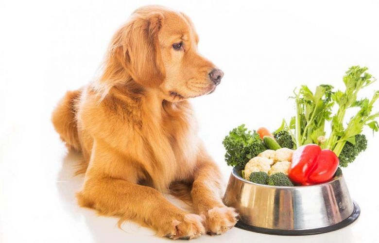 Existe comida vegana para pets? 