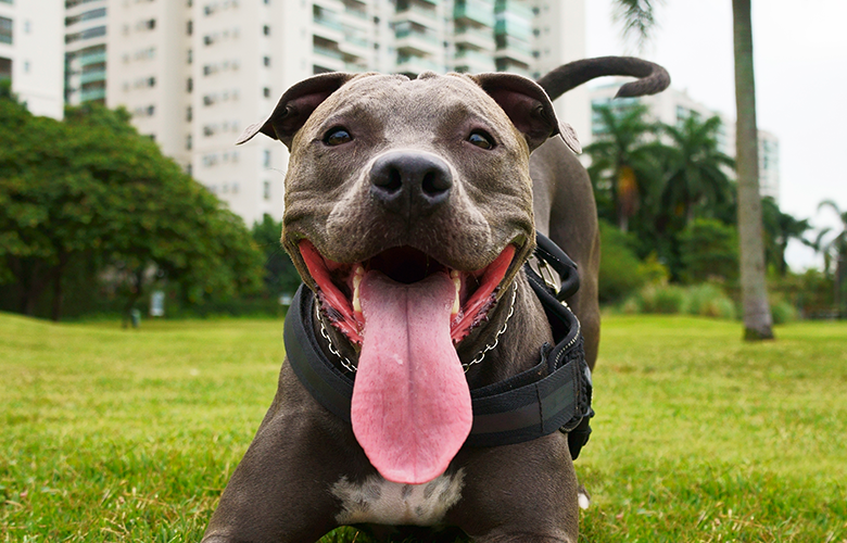 Por que agosto é o “mês de cachorro louco”?