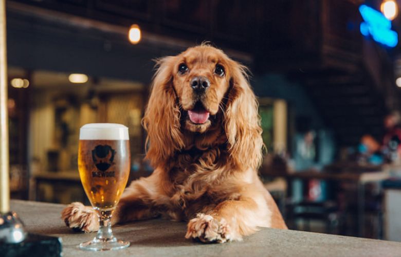 Cerveja para cachorro é tendência no mundo pet