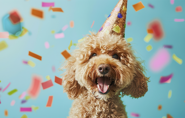 Dicas para festa de aniversário pet