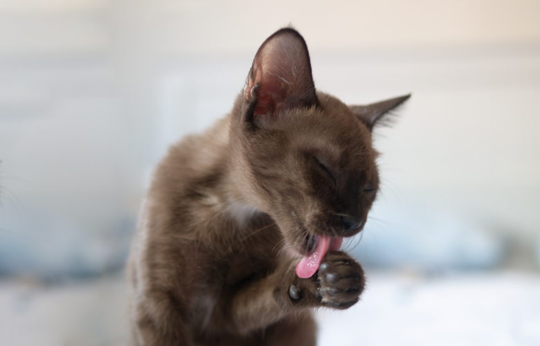 Banho a seco em gatos é uma opção para manter a higiene