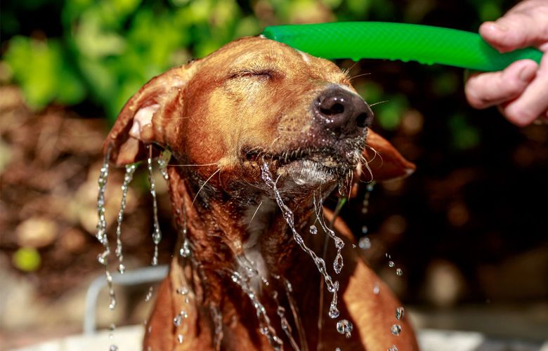 Posso dar banho de mangueira em cachorro?