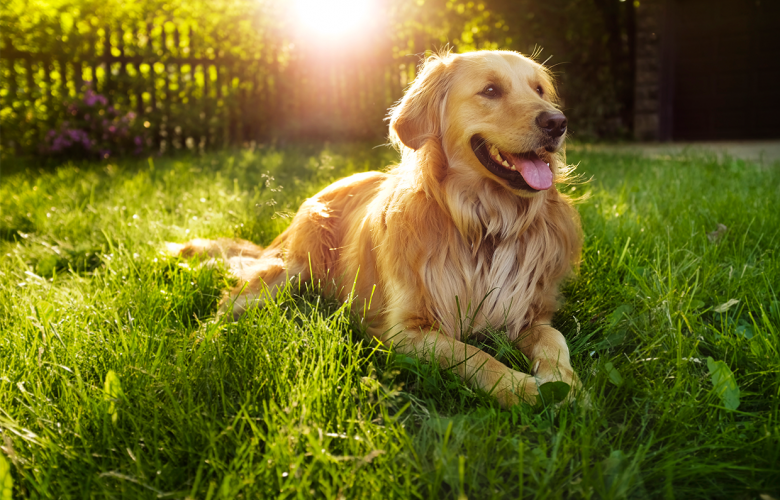 Cachorros: estas são as raças caninas mais inteligentes que existem -  Revista Galileu