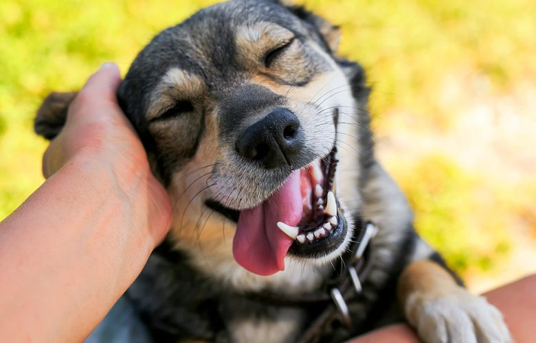As manias de cachorro mais curiosas e interessantes