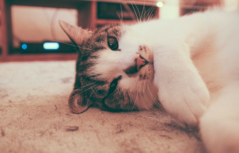 O cheiro de alvejante pode afetar os gatos?