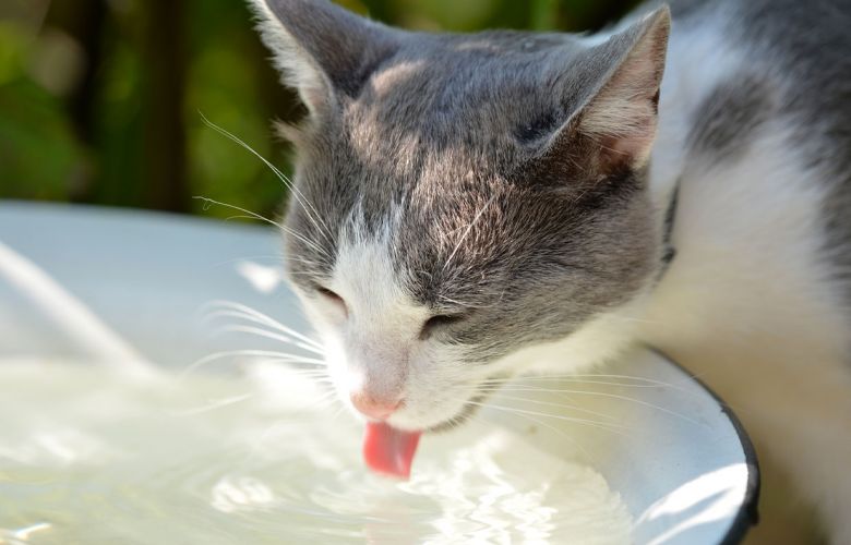 Beber água é importante para os pets: entenda 