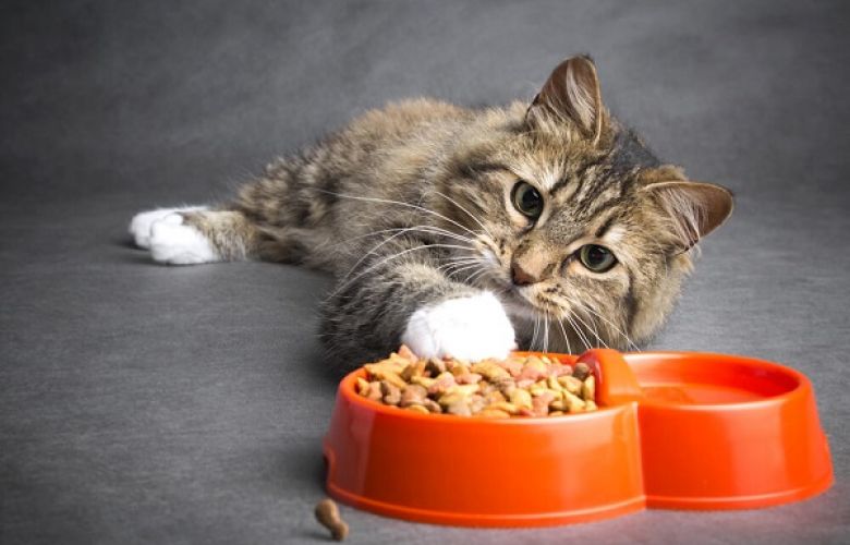 Ração para gatos castrados: como escolher o alimento ideal