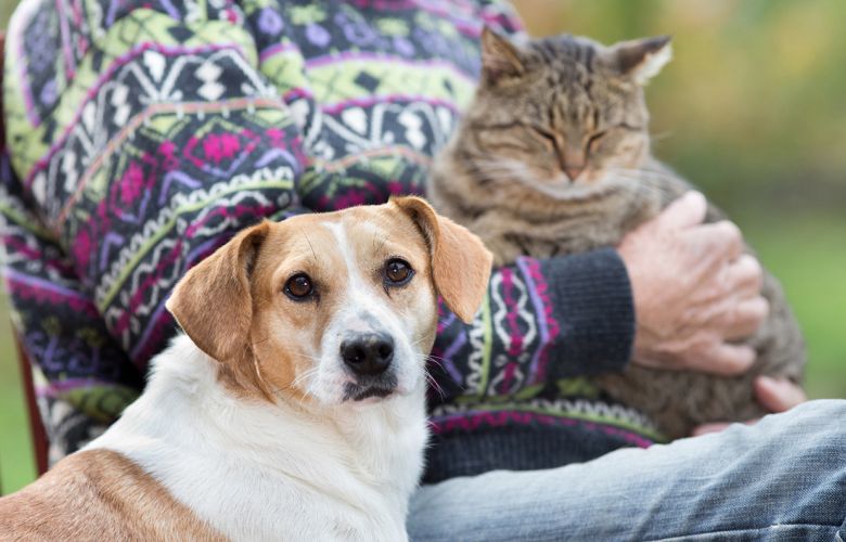 Alzheimer em animais de estimação: conheça alguns cuidados