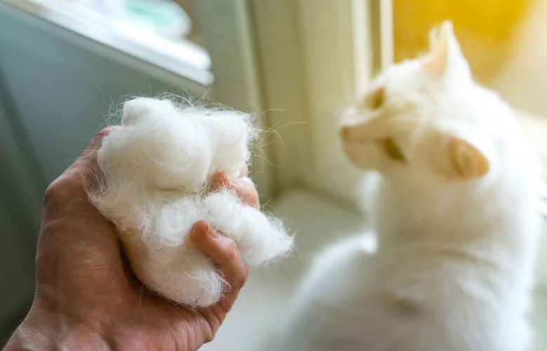 Bolas de pelos em gatos são normais? Como prevenir?