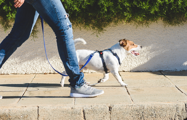 Caminhar ou correr com o pet: atividade física para dois
