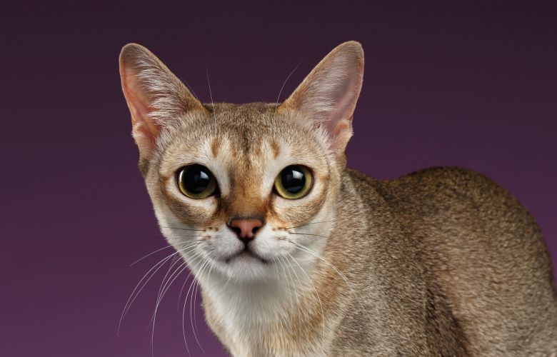 Gato Singapura: a menor e mais carinhosa raça de gatos