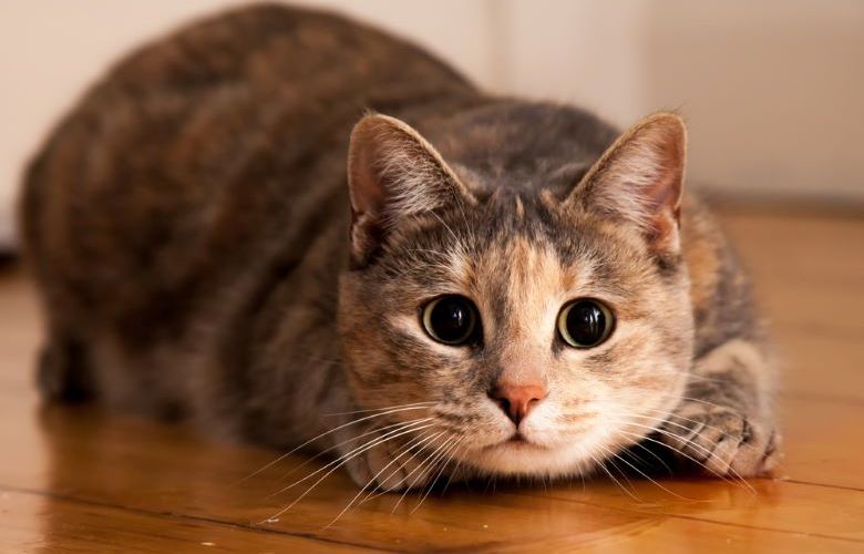 FIV e FeLV: saiba como cuidar de um gato contaminado