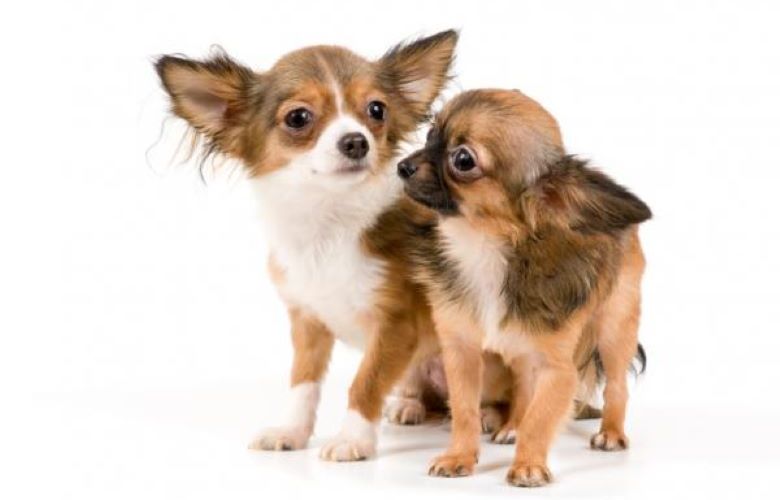 Chihuahuas são os menores e mais leais cachorros do mundo