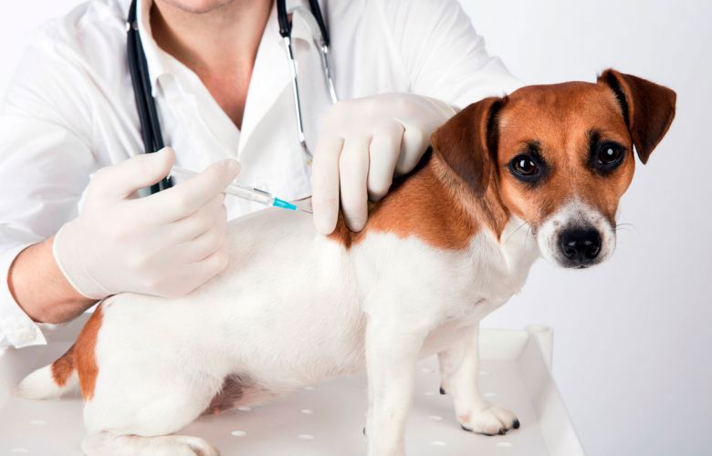 Quais são as principais vacinas para cães e gatos?
