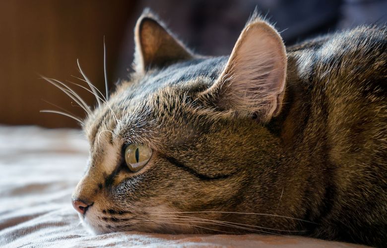 Gatos reconhecem o próprio nome? Descubra!